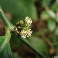 Suregada lanceolata (Willd.) Kuntze